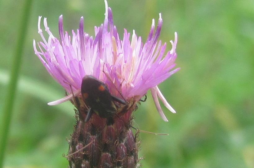 Miridae: Adelphocoris seticornis del Piemonte (BI)